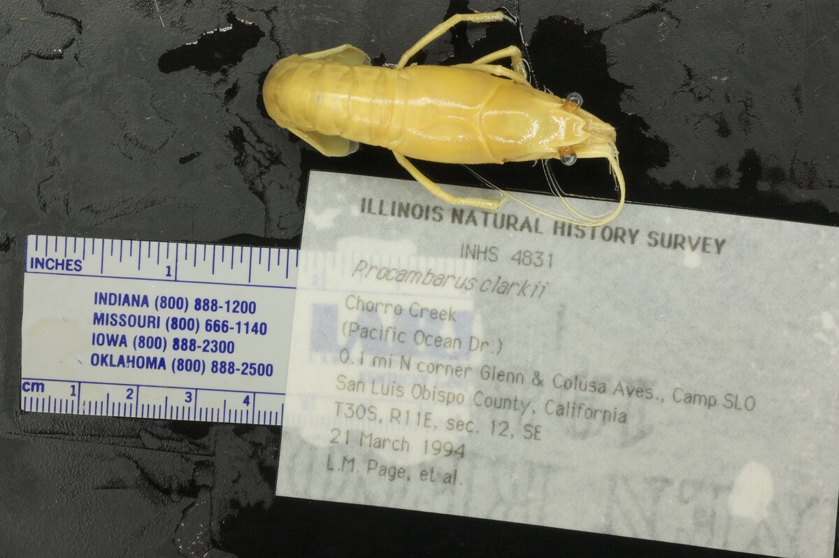 Procambarus clarkii image